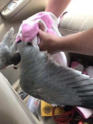 Ideally the towel is tossed ontop of the bird and then wrapped down/inwards - this bird was so worried and moved when we tried to catch em