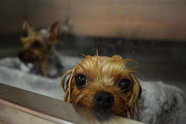 Daisy Mae and Cricket (Yorkies)