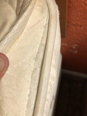 Bed bug feces along too seam of mattress room 210