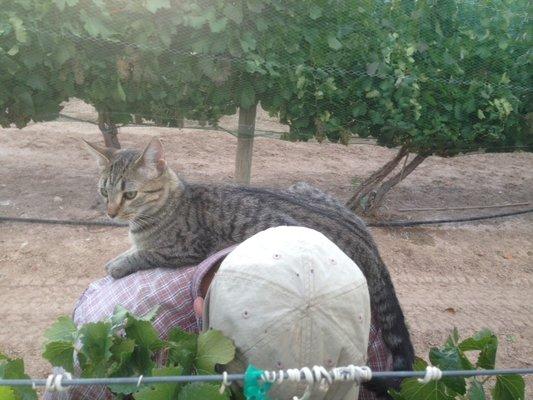 Husbands helper picking grapes