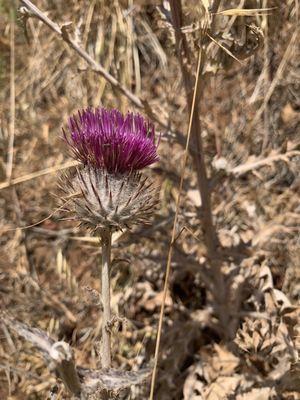 Off Coastal Trail to Kirby Cove ( wildflower series)