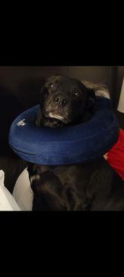 After having surgery at furbuds!