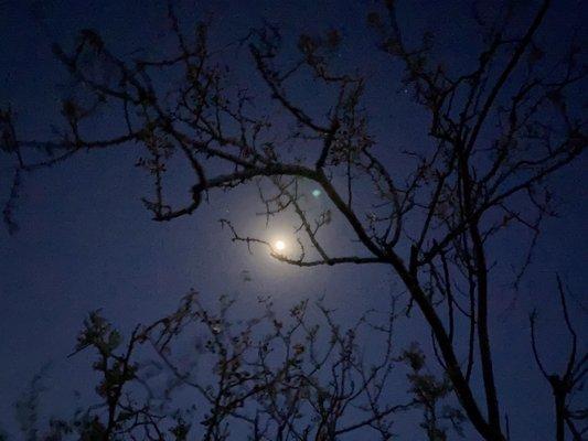 Baseline trail at night