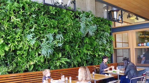 Florafelt Vertical Garden, Urban Bistro, Burlingame, California.