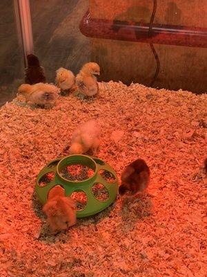 Baby chickens