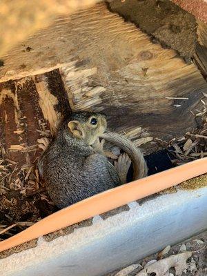 Sierra Wildlife Control