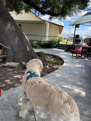 Eleven waiting on that BBQ!