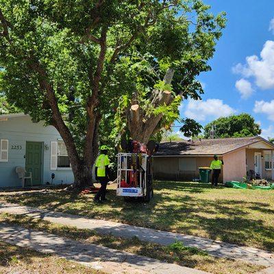 Tree Service Express