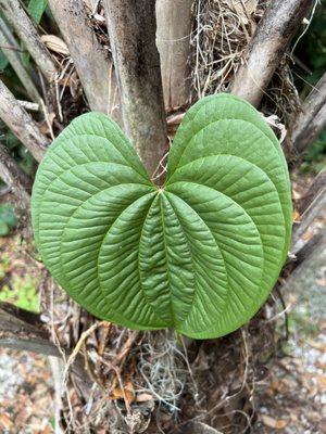 Cool heart shaped leaf