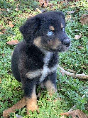 Zeus - 9 weeks old - Australian Shepherd