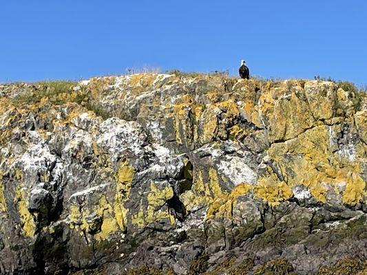 A bald eagle perched on a seaweed covered island