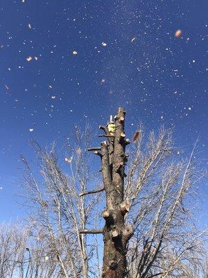 Sectioning out a big deodara cedar for removal.