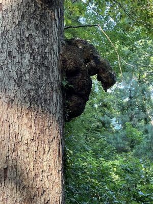 Overgrowth on a tree