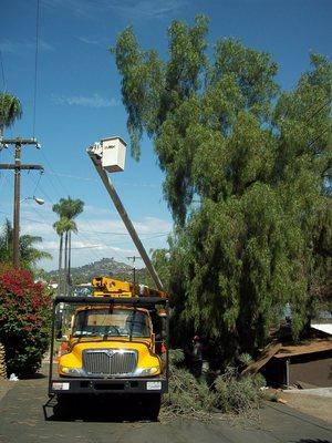 Tree pruned back using tower.