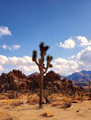 Joshua Tree National Park