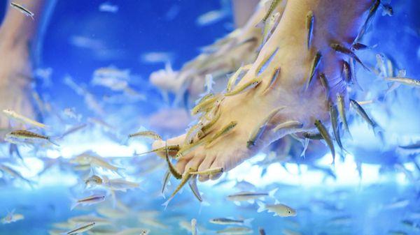 Let the Garra Rufa fish kiss your feet. A relaxing experience you won't find anywhere else