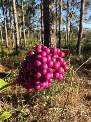 American Beauty Berry. Wild animals love them