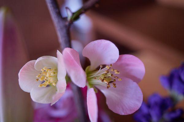 Seasonal flowers added to arrangements (quince - February)