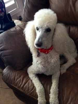 Our oldest big poodle is also loving the "made in USA" healthy dogfood from N.P.M.