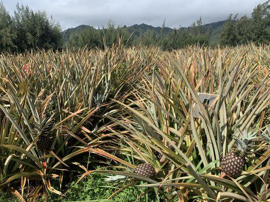 Developing field of pineapples against the green mountain