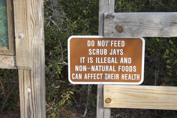 Please Don't Feed The Jays