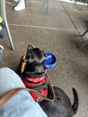 Service dog with her water bowl.