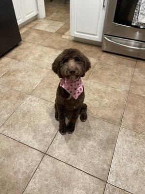 Roxy my chocolate golden-doodle