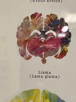 Llama brain