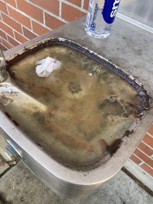 Water fountain with mold a literal growing ecosystem.