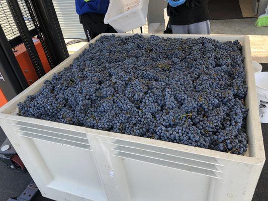 2021 Cabernet Harvest