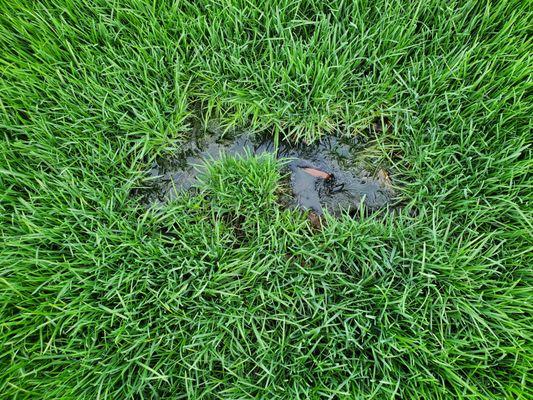 Sewage Coming up in the lawn