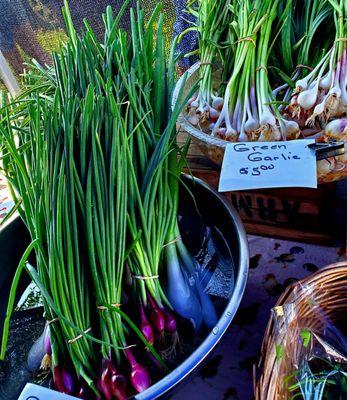 Green garlic and red green onion - 7/10/2022