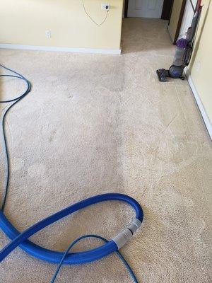 Before and After Carpet cleaning