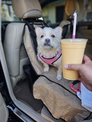 Mango milkshake and butters was happy because Hope gave her a treat!