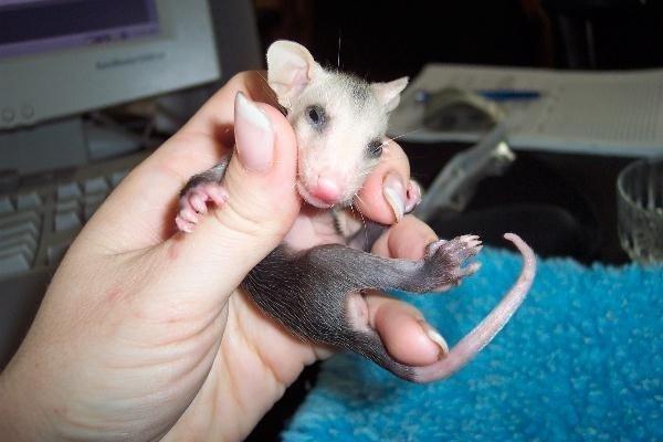 Opossum, Animal Advocates, Los Angeles, California