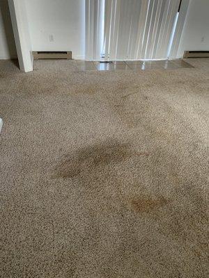 This stain was removed then came back when carpet dried.