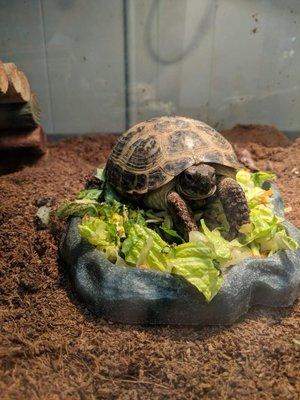 Tortoise