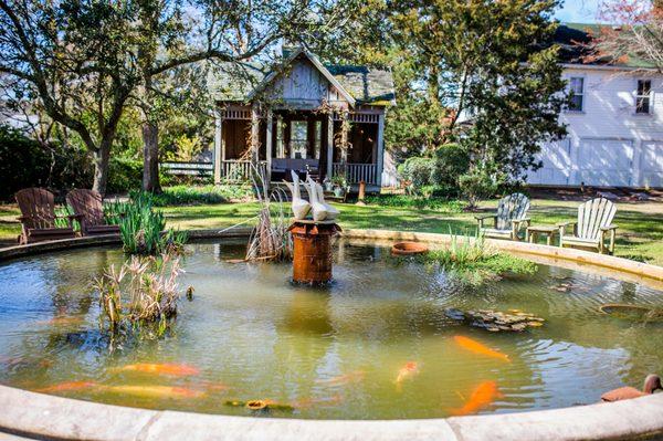 Feed the koi in our backyard garden pond.