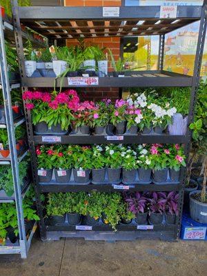 Flowers...Cactus...Aloe fresh shipment