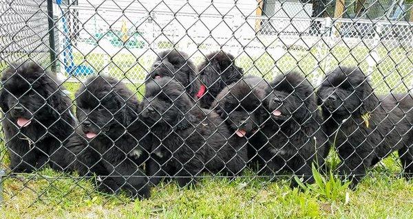 Newfoundland litter!