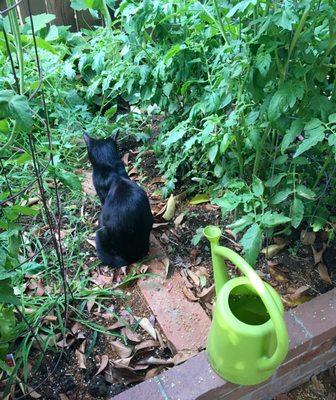 ACE-tomato seedlings grow strong w/ ACE-Miracle-Gro.  ACE-water can. Pocket-Panther Security comes separate (for nominal kibble-fee) ;)