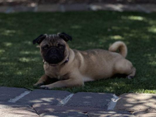 Our little girl pug, Donut