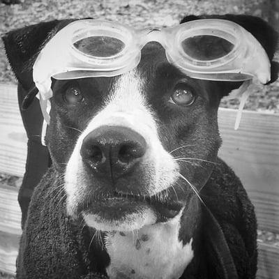 Doggles! Goggles for dogs!