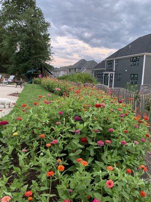 The most amazing State Fair Zinnias from Caldwell Nursery! They're 4 -41/2 feet tall already!