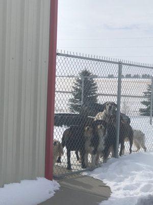 Now, that's a good looking group of pups!