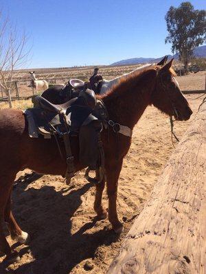 Riding horses at the ranch.