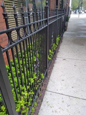 LaSalle sidewalk fence