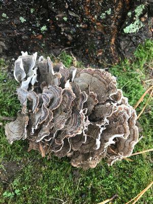 A giant cluster of Turkey Tail Mushroom, harvested on Cape Cod.