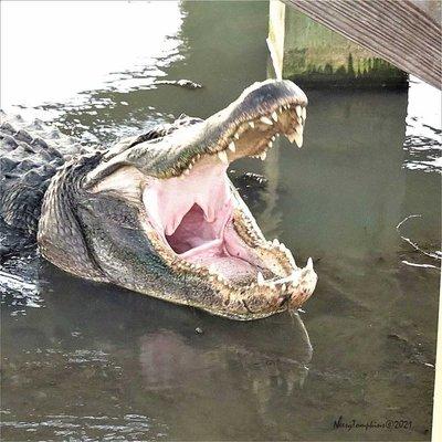 LOL! This is Boots, a 14-ft aligator that lives in Port Aransas TX. He doesn't need treatment, just a big meal once in awhile.