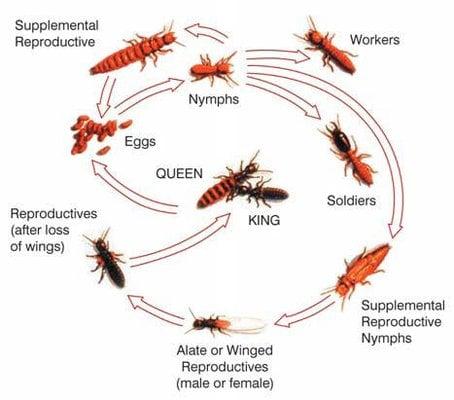 Flatline Termite Control